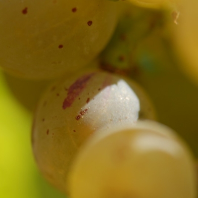 Farbmutation roter zu weissem Riesling ANT 1153
